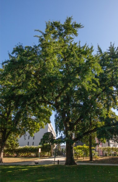 Ginko Biloba